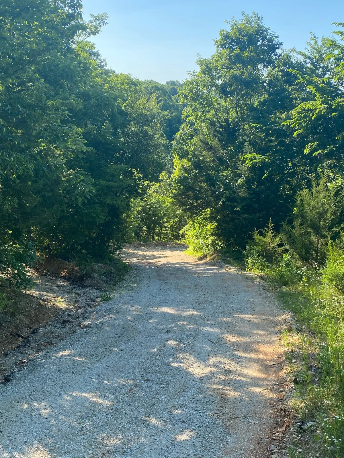 A sun-dappled gravel path winds through lush, untouched greenery, inviting exploration and promising encounters with nature. The gentle play of light and shade, dense foliage, and sense of a hidden trail evoke a spirit of adventure and tranquility.